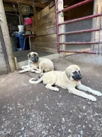 Pearl, a female Anatolian Shepherd Dog for sale in Cornelius, NC – 6 of 8