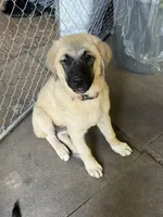 Pearl, a female Anatolian Shepherd Dog for sale in Cornelius, NC – 8 of 8