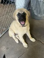 Pearl, a female Anatolian Shepherd Dog for sale in Cornelius, NC – 7 of 8