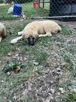 Pearl, a female Anatolian Shepherd Dog for sale in Cornelius, NC – 2 of 8
