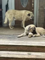 Oden, a male Anatolian Shepherd Dog for sale in Cornelius, NC – 6 of 8