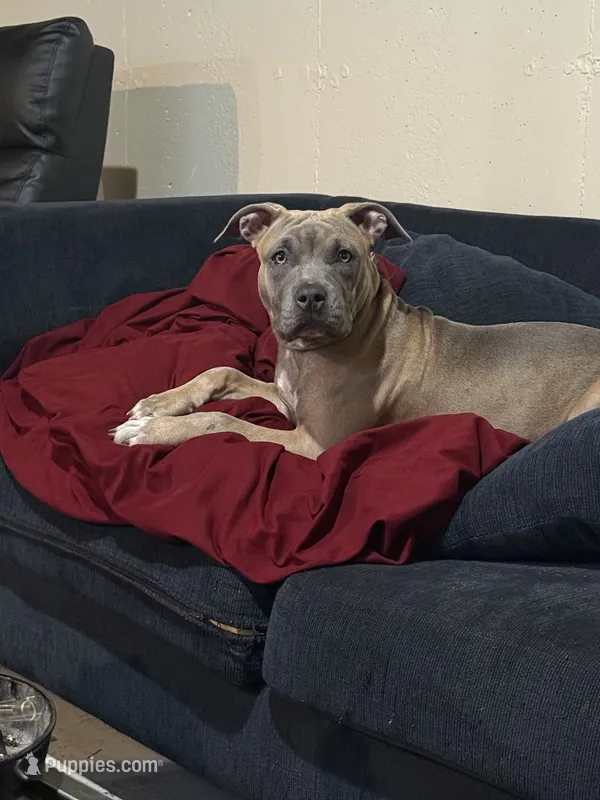 Promise – American Bully puppy for sale in South Bend, IN