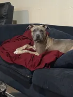 Promise, a female American Bully for sale in South Bend, IN – 1 of 4