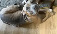 Promise, a female American Bully for sale in South Bend, IN – 3 of 4