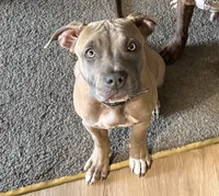 Promise, a female American Bully for sale in South Bend, IN – 2 of 4