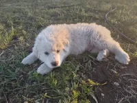 Boy 1, a male Anatolian Shepherd Dog and Great Pyrenees for sale in Grangeville, ID – 2 of 5