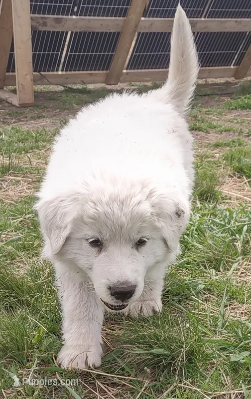 Boy 2 – Anatolian Shepherd Dog, Great Pyrenees puppy for sale in Grangeville, ID