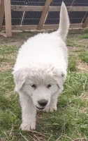 Boy 2, a male Anatolian Shepherd Dog and Great Pyrenees for sale in Grangeville, ID – 1 of 4