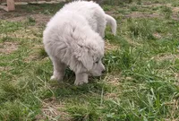 Boy 2, a male Anatolian Shepherd Dog and Great Pyrenees for sale in Grangeville, ID – 4 of 4