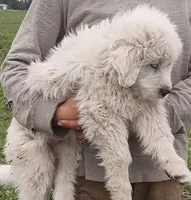Boy 1, a male Anatolian Shepherd Dog and Great Pyrenees for sale in Grangeville, ID – 3 of 5