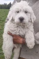 Girl 1, a female Anatolian Shepherd Dog and Great Pyrenees for sale in Grangeville, ID – 2 of 3