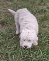 Girl 1, a female Anatolian Shepherd Dog and Great Pyrenees for sale in Grangeville, ID – 3 of 3