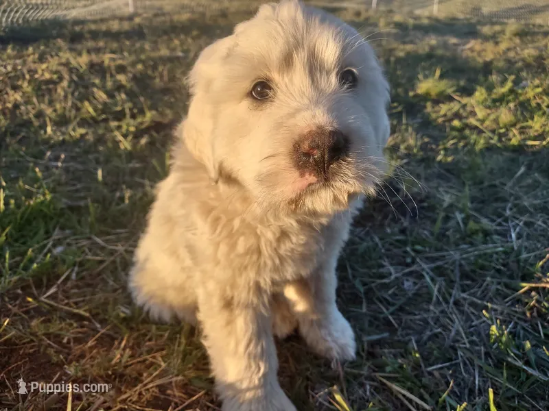 Girl 1 – Anatolian Shepherd Dog, Great Pyrenees puppy for sale in Grangeville, ID