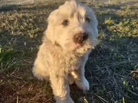 Girl 1, a female Anatolian Shepherd Dog and Great Pyrenees for sale in Grangeville, ID – 1 of 3