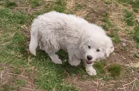 Boy 2, a male Anatolian Shepherd Dog and Great Pyrenees for sale in Grangeville, ID – 3 of 4