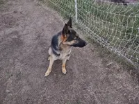 Ava, a female German Shepherd Dog for sale in Grangeville, ID – 4 of 4