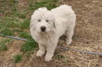 Boy 1, a male Anatolian Shepherd Dog and Great Pyrenees for sale in Grangeville, ID – 4 of 5