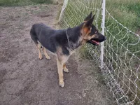 Ava, a female German Shepherd Dog for sale in Grangeville, ID – 3 of 4