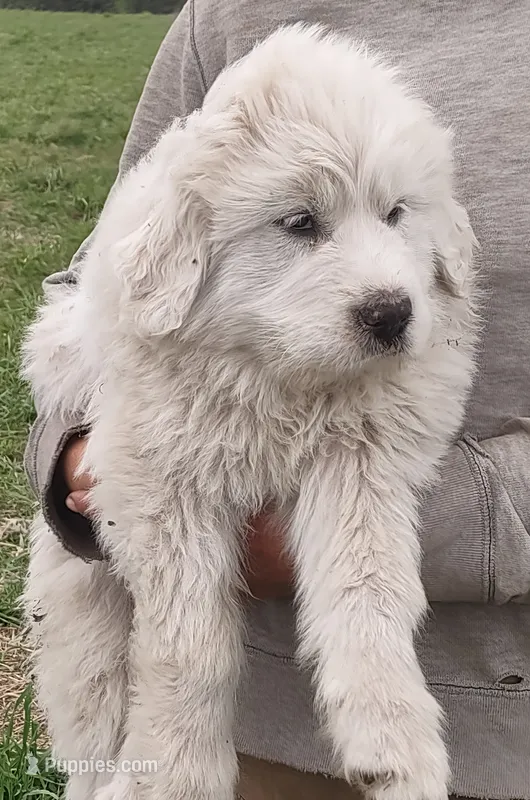 Boy 1 – Anatolian Shepherd Dog, Great Pyrenees puppy for sale in Grangeville, ID