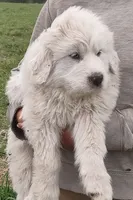 Boy 1, a male Anatolian Shepherd Dog and Great Pyrenees for sale in Grangeville, ID – 1 of 5