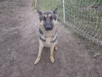 Ava, a female German Shepherd Dog for sale in Grangeville, ID – 2 of 4