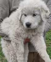Boy 2, a male Anatolian Shepherd Dog and Great Pyrenees for sale in Grangeville, ID – 2 of 4