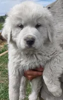 Boy 3, a male Anatolian Shepherd Dog and Great Pyrenees for sale in Grangeville, ID – 1 of 4