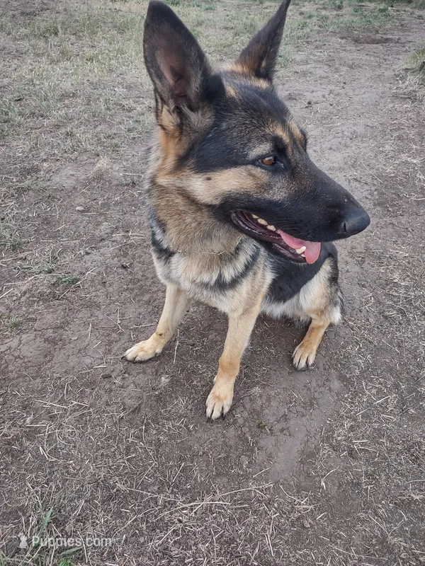 Ava – German Shepherd Dog puppy for sale in Grangeville, ID