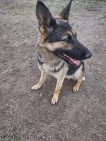 Ava, a female German Shepherd Dog for sale in Grangeville, ID – 1 of 4