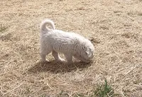 Boy 3, a male Anatolian Shepherd Dog and Great Pyrenees for sale in Grangeville, ID – 4 of 4