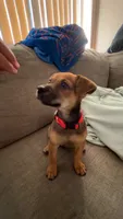 Cugo , a male Jack Russell Terrier for sale in Palm Bay, FL – 2 of 3