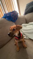 Cugo , a male Jack Russell Terrier for sale in Palm Bay, FL – 1 of 3