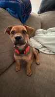 Cugo , a male Jack Russell Terrier for sale in Palm Bay, FL – 3 of 3