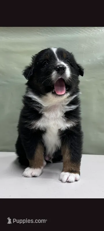 Australia Shepherd 1 month old – Australian Cattle Dog puppy for sale in San Jose, CA