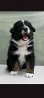 Australia Shepherd 1 month old, a male Australian Cattle Dog for sale in San Jose, CA – 1 of 1