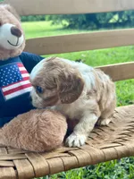Chase , a male Cavalier King Charles Spaniel for sale in Rochelle, GA – 3 of 4