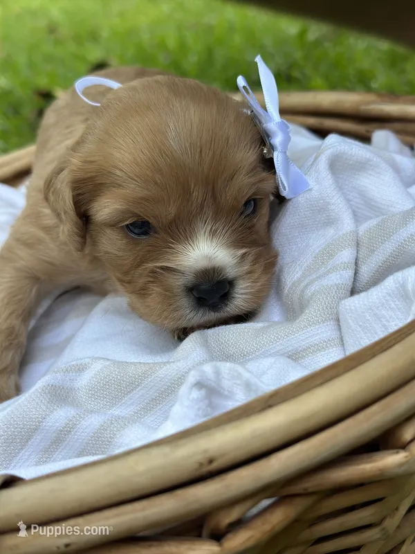 Emma – Cavalier King Charles Spaniel puppy for sale in Rochelle, GA
