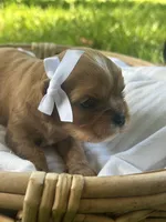 Emma, a female Cavalier King Charles Spaniel for sale in Rochelle, GA – 3 of 6