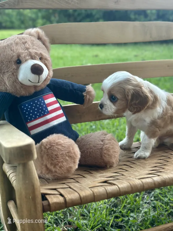 Chase  – Cavalier King Charles Spaniel puppy for sale in Rochelle, GA