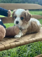 Charles, a male Cavalier King Charles Spaniel for sale in Rochelle, GA – 3 of 8