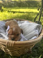 Emma, a female Cavalier King Charles Spaniel for sale in Rochelle, GA – 6 of 6