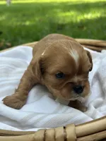 Teddy, a male Cavalier King Charles Spaniel for sale in Rochelle, GA – 4 of 4