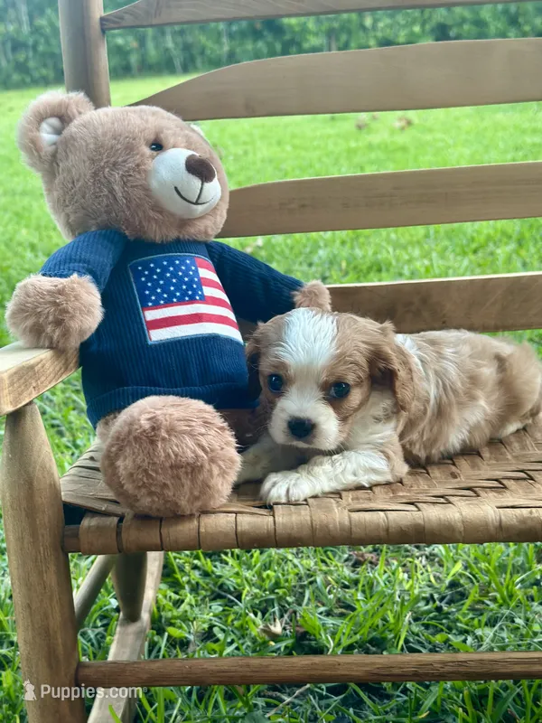 Charles  – Cavalier King Charles Spaniel puppy for sale in Rochelle, GA