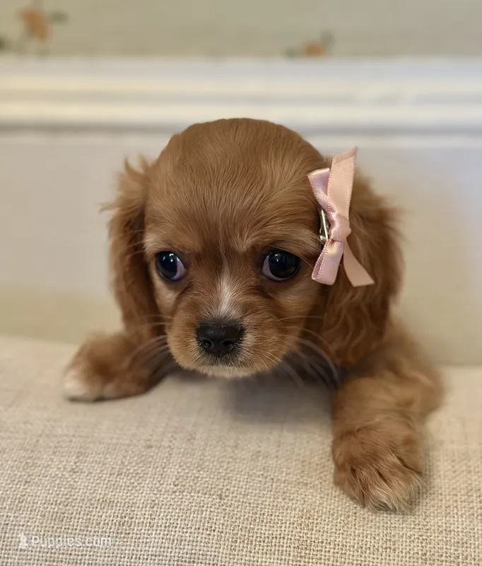 Emmie – Cavalier King Charles Spaniel puppy for sale in Rochelle, GA