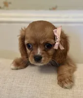 Emmie, a female Cavalier King Charles Spaniel for sale in Rochelle, GA – 1 of 5