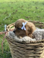 Georgia , a female Cavalier King Charles Spaniel for sale in Rochelle, GA – 4 of 5