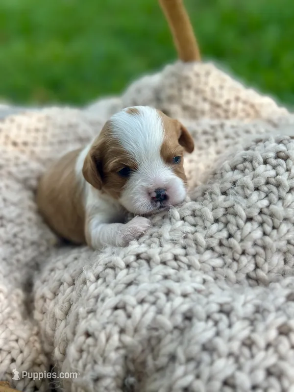 Charlie  – Cavalier King Charles Spaniel puppy for sale in Rochelle, GA
