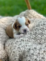 Charlie , a male Cavalier King Charles Spaniel for sale in Rochelle, GA – 1 of 4