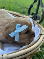 Lily , a female Cavalier King Charles Spaniel for sale in Rochelle, GA – 2 of 3