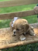 Emmie, a female Cavalier King Charles Spaniel for sale in Rochelle, GA – 3 of 5